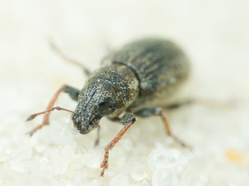 Sitona hispidulus (Fabricius, 1776)